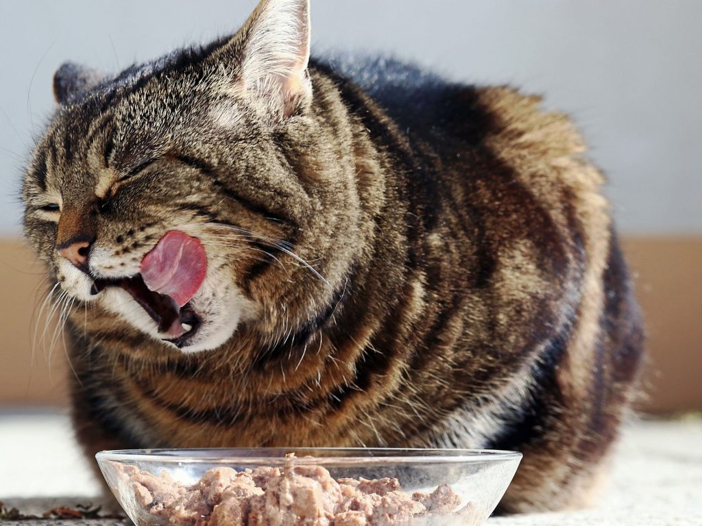 alimentazione-gatto