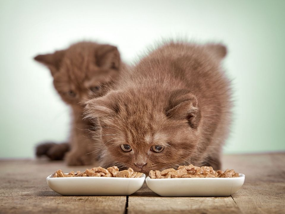 gattini mangiano cibo solido