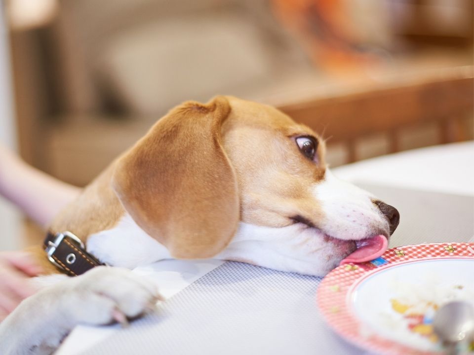 cane chiede cibo da tavola
